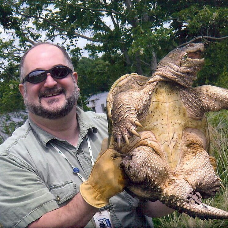 John hoisting a 40 pound Eastern snapping turtle, Chelydra serpentina