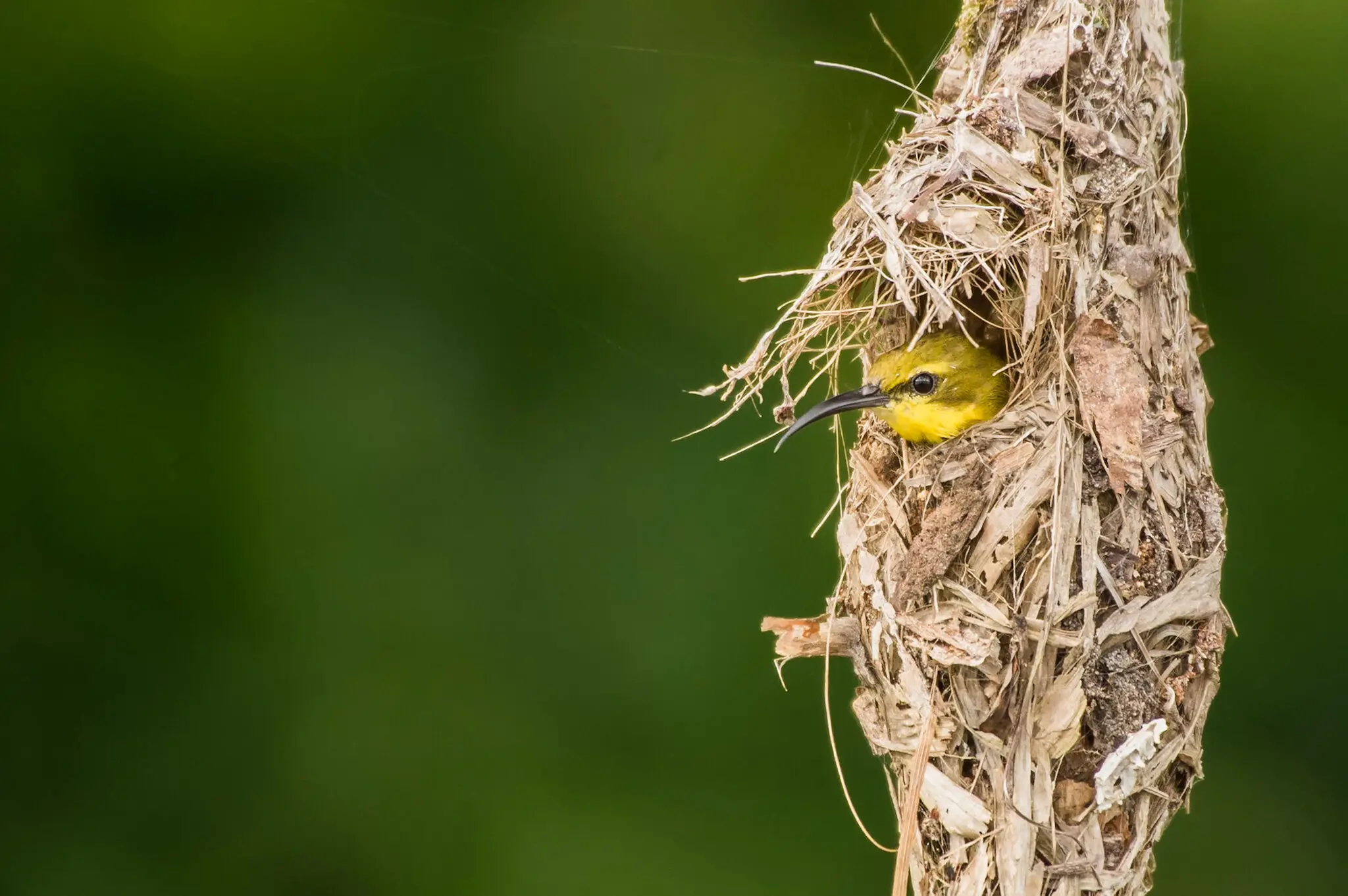 Olive-backed sunbird inside its snug, domed nest.