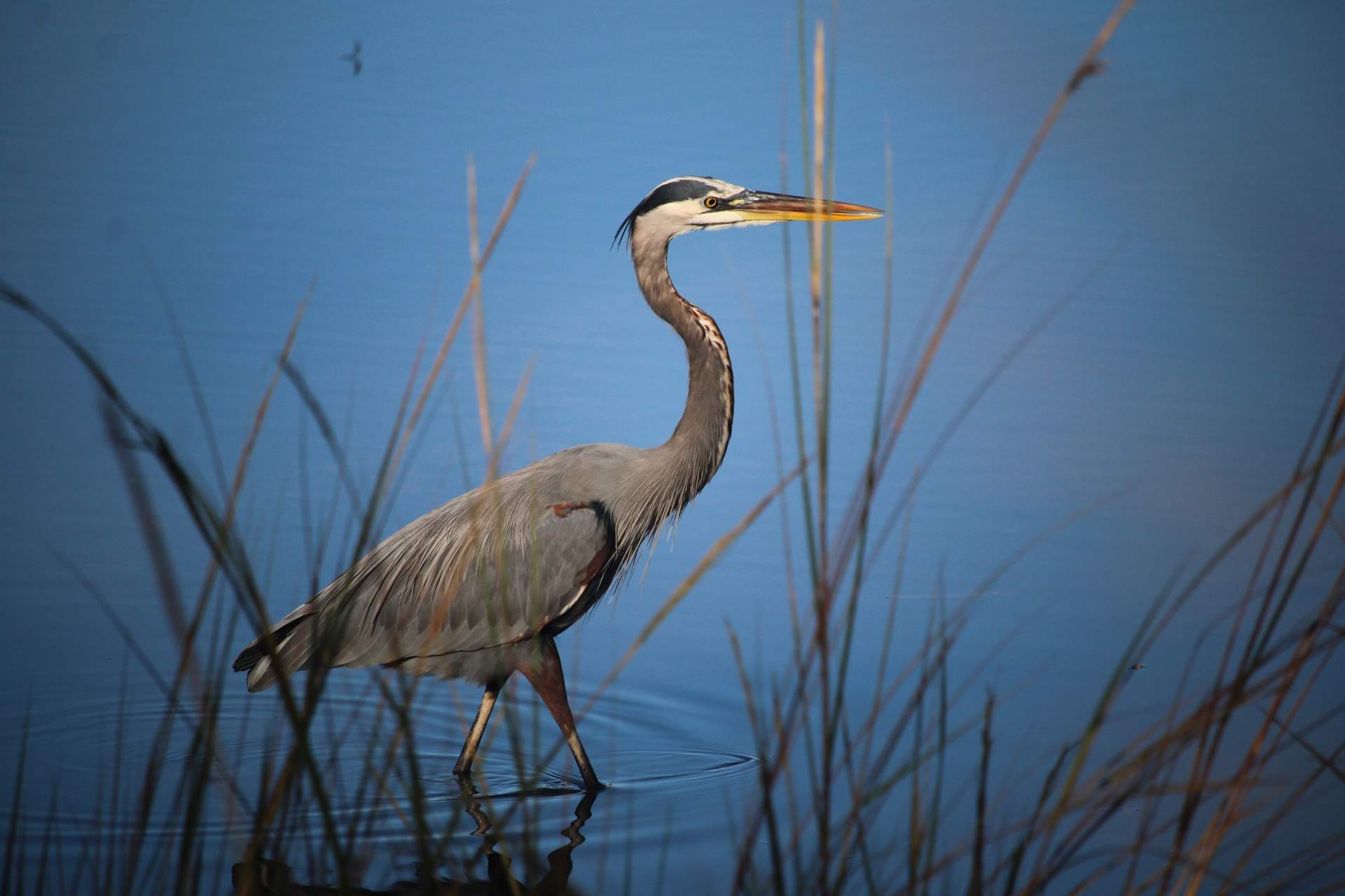 Blue heron in St. John's pond, with grasses in the foreground. 