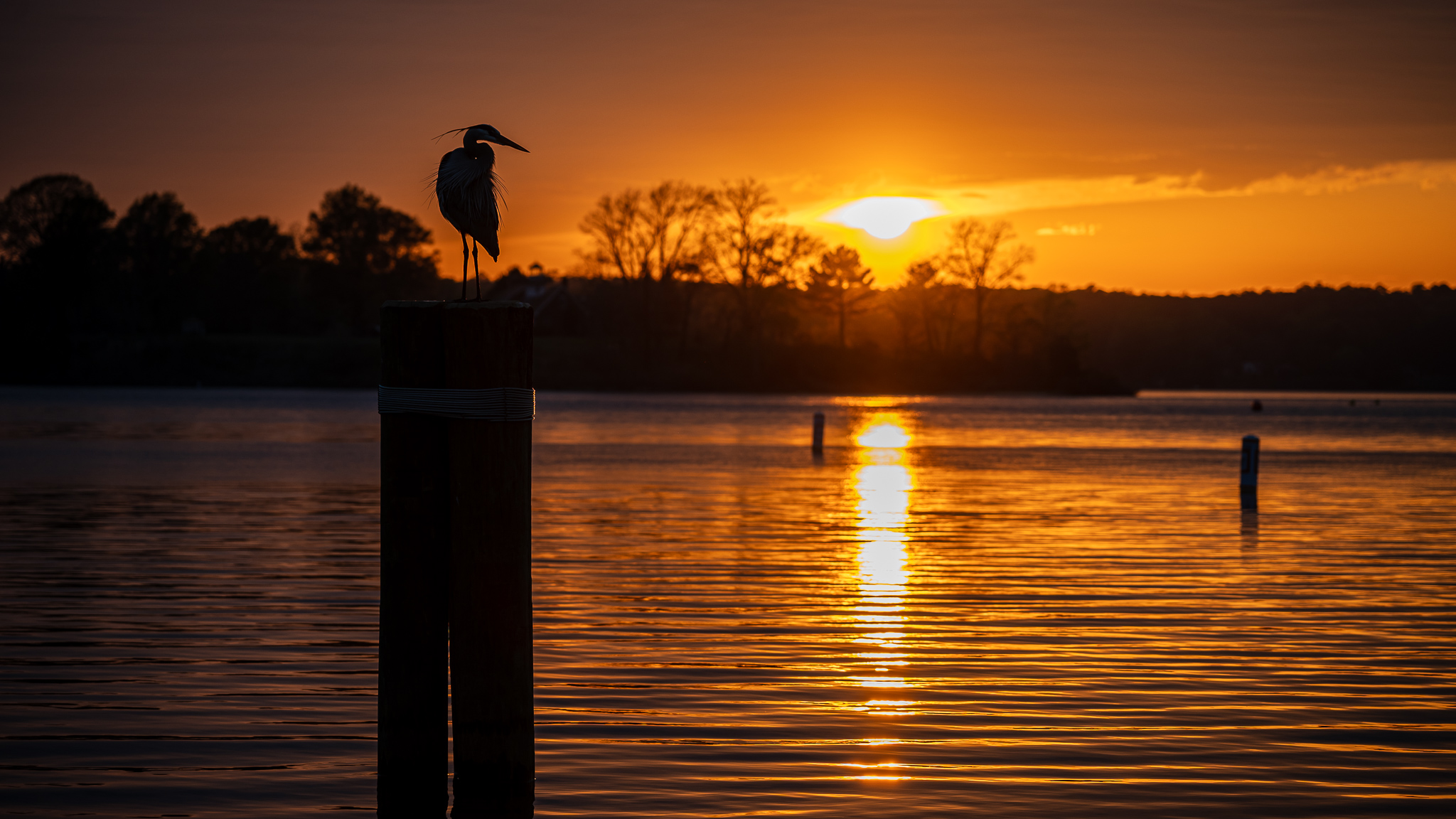 Silhouetted heron on a piling in front of setting sun