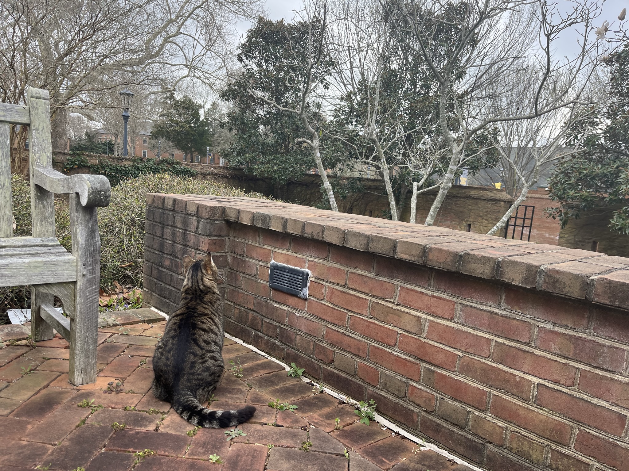 Meatball watching birds on a dreary day!