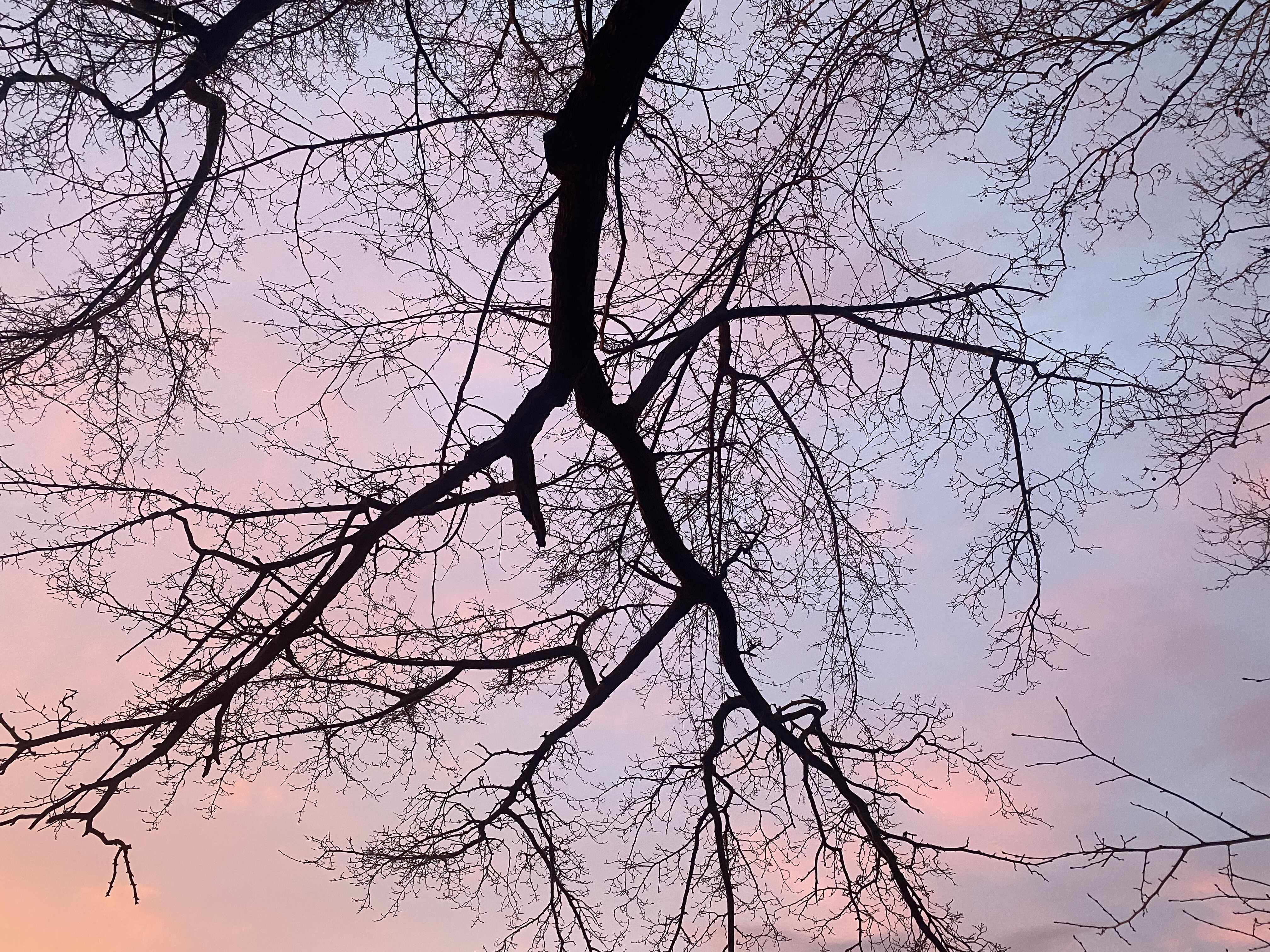 Tree Silhouette Against Pink Sky