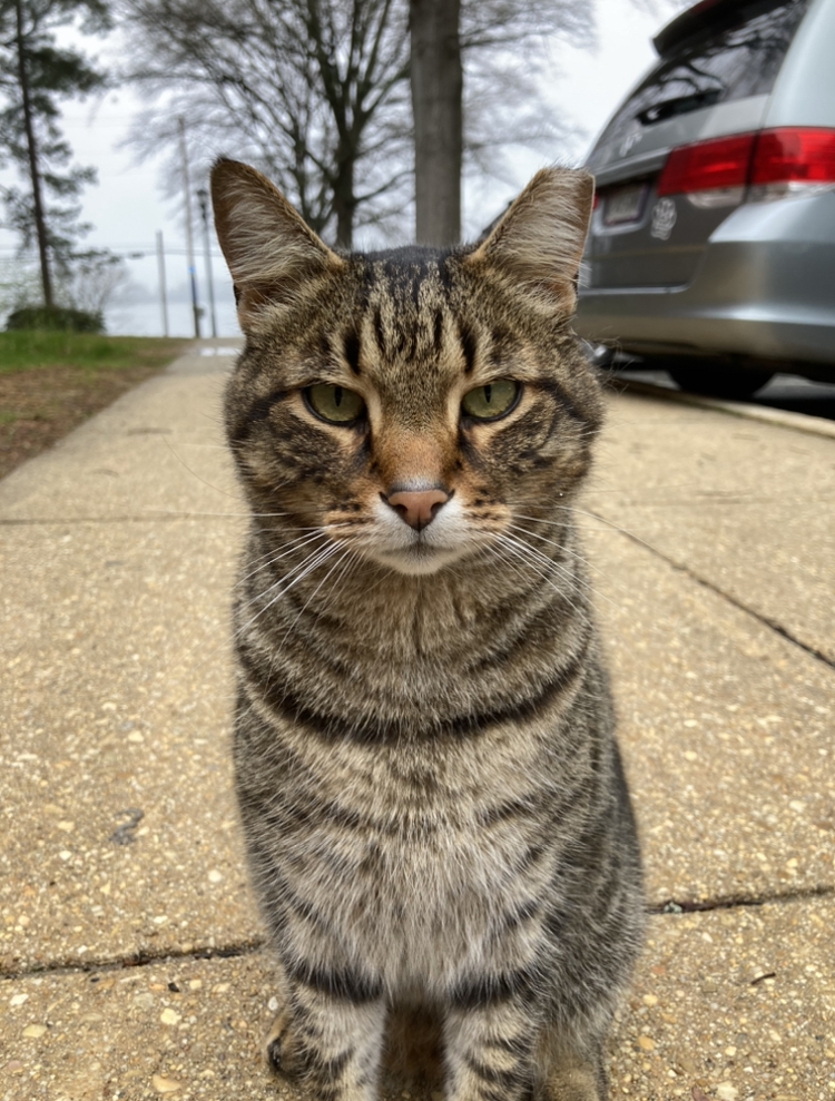 Meatball sitting and posing for the camera 