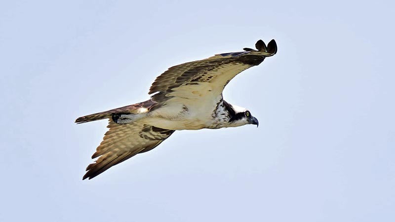 Osprey in flight