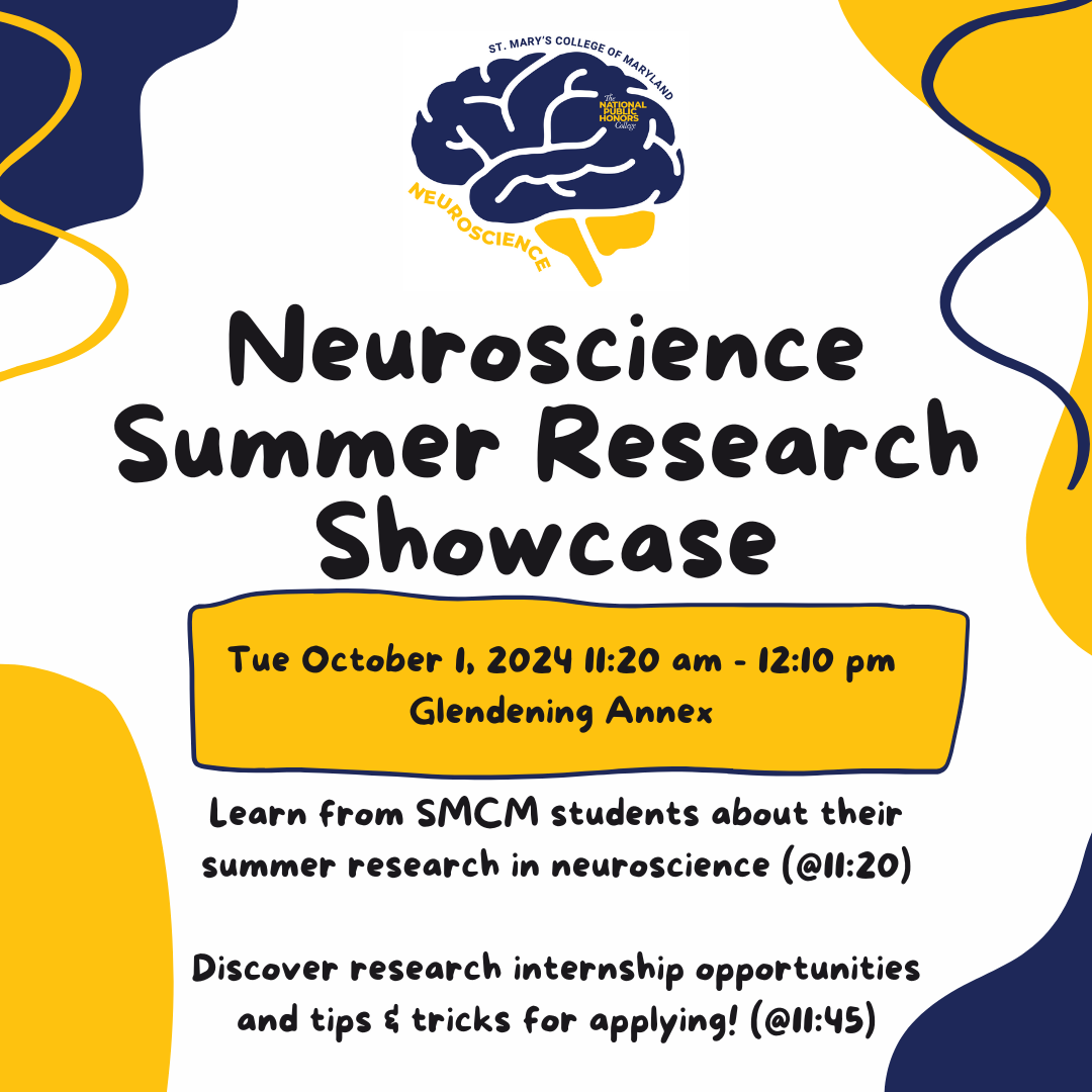 Simple image of brain in blue and gold SMCM colors with the words "Neuroscience" and "St. Mary's College of Maryland" circling the brain. Title reads, "Neuroscience Summer Showcase". Tuesday October 1, 2024 11:20AM-12:10PM. Glendening Annex. Learn from SMCM students about their summer research in neuroscience (@11:20). Discover research internship opportunities and tips & tricks for applying (@11:45).