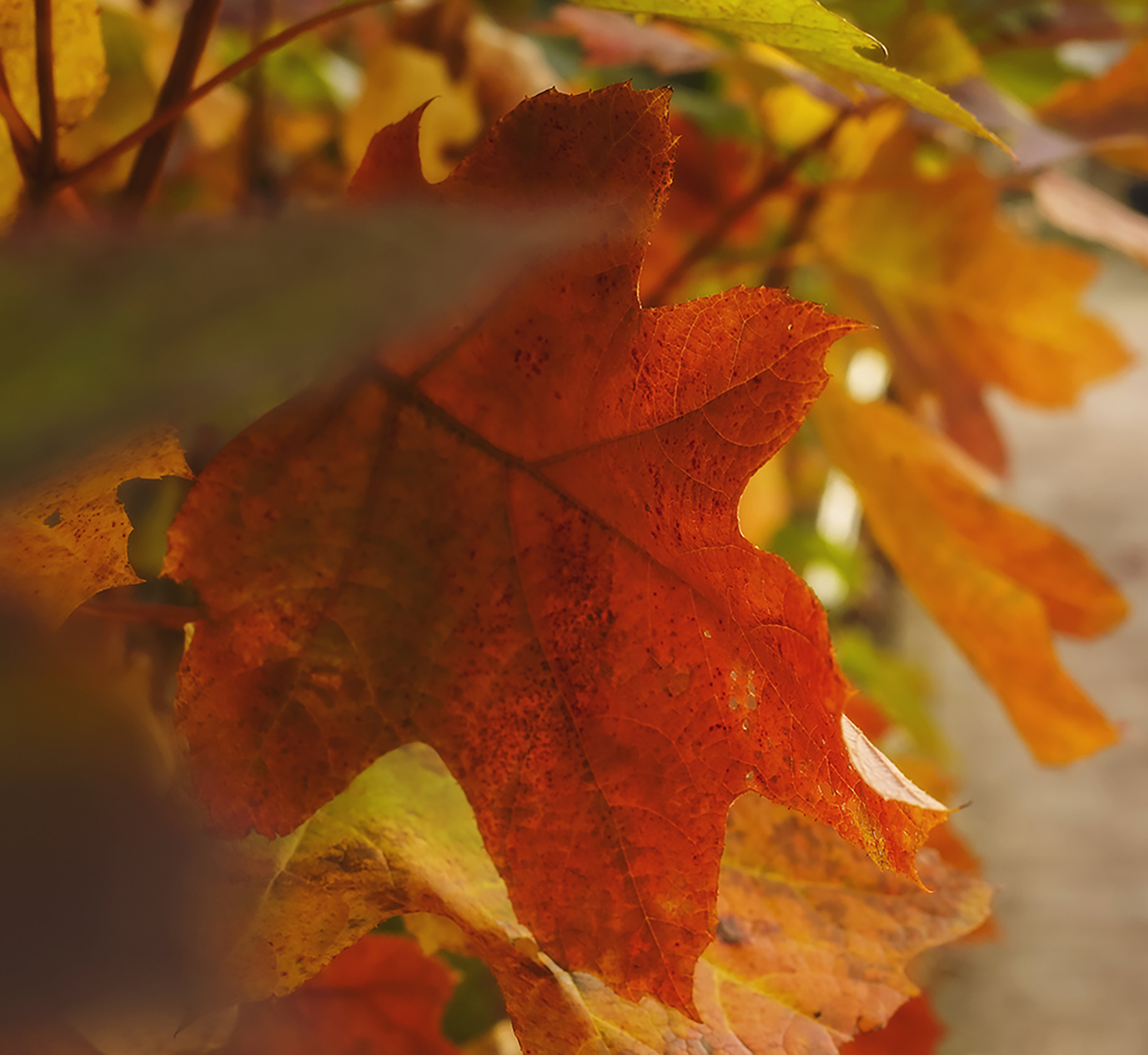 fall leaf at Campus Center patio