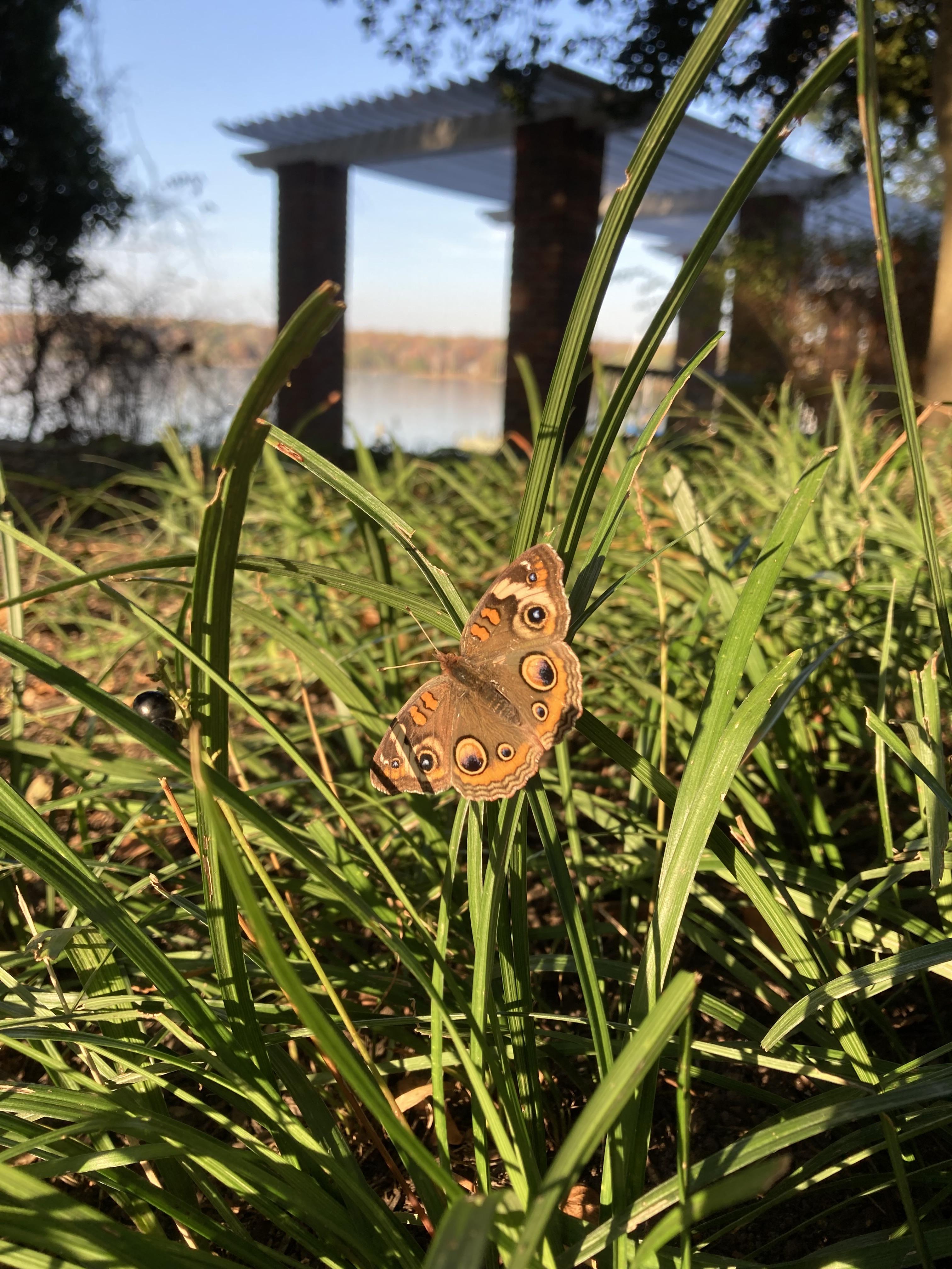 A buckeye butterfly pictured in the Garden of Remembrance.