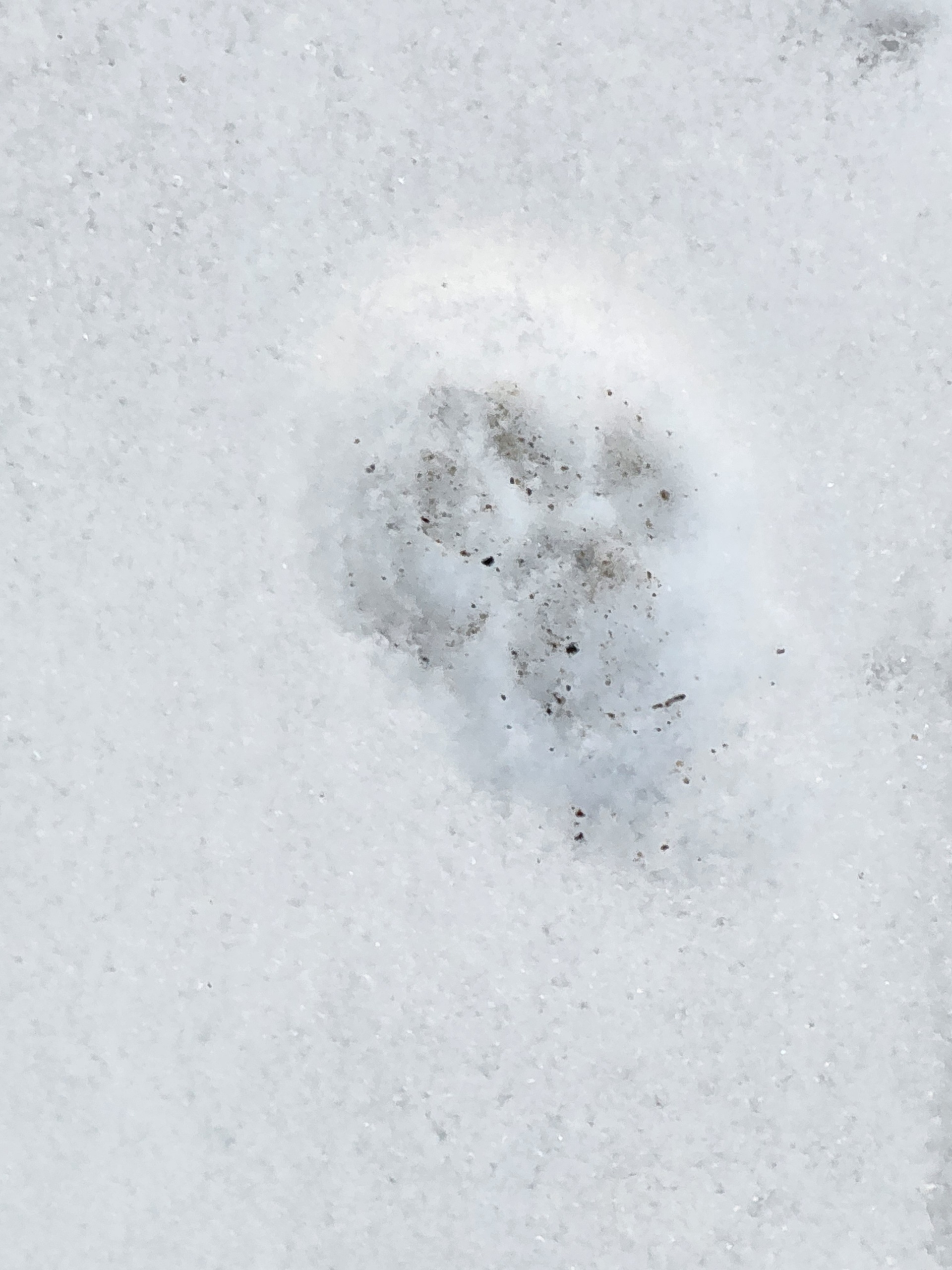 Meatballs print in the snow