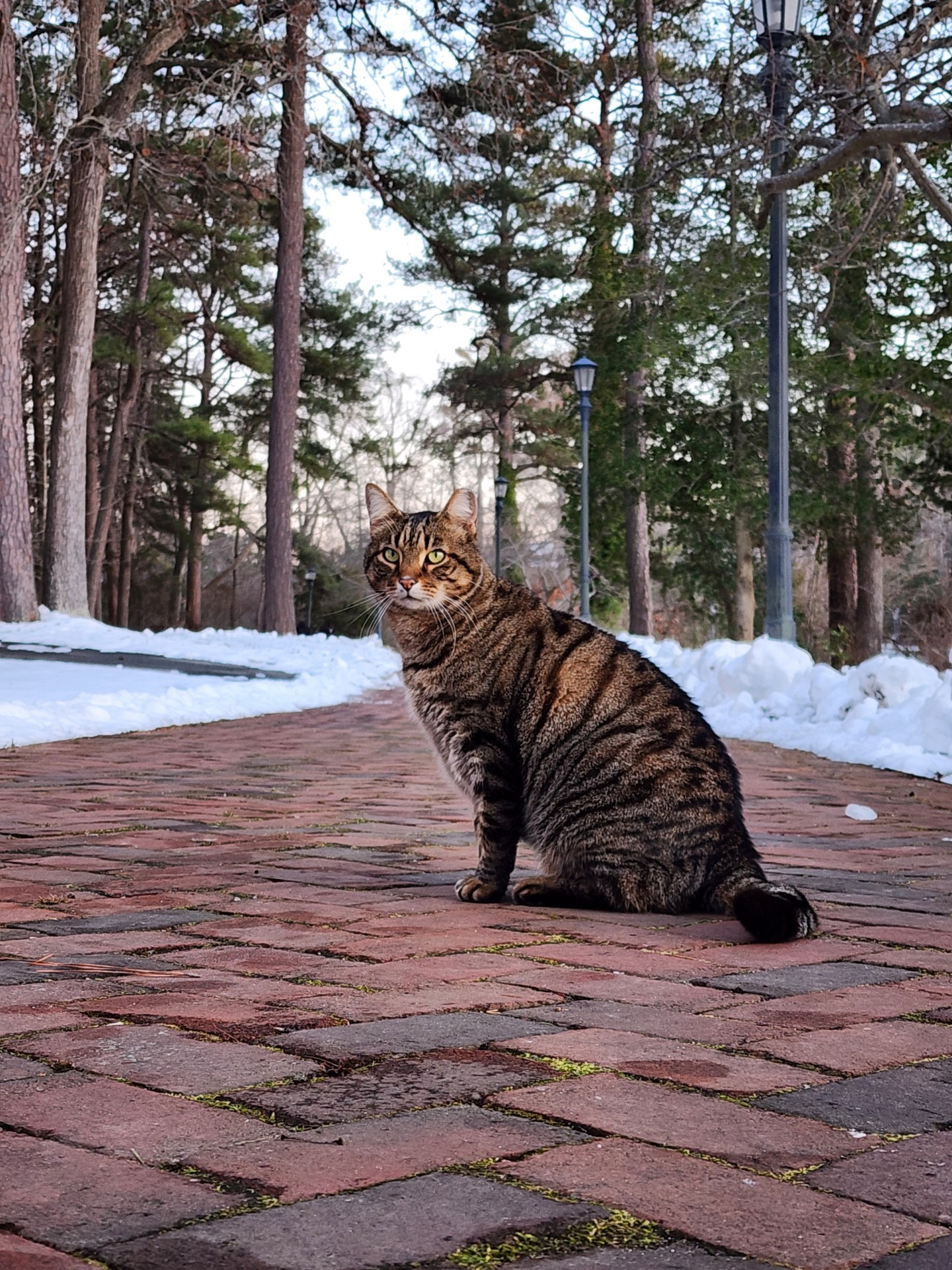 Meatball in the snow