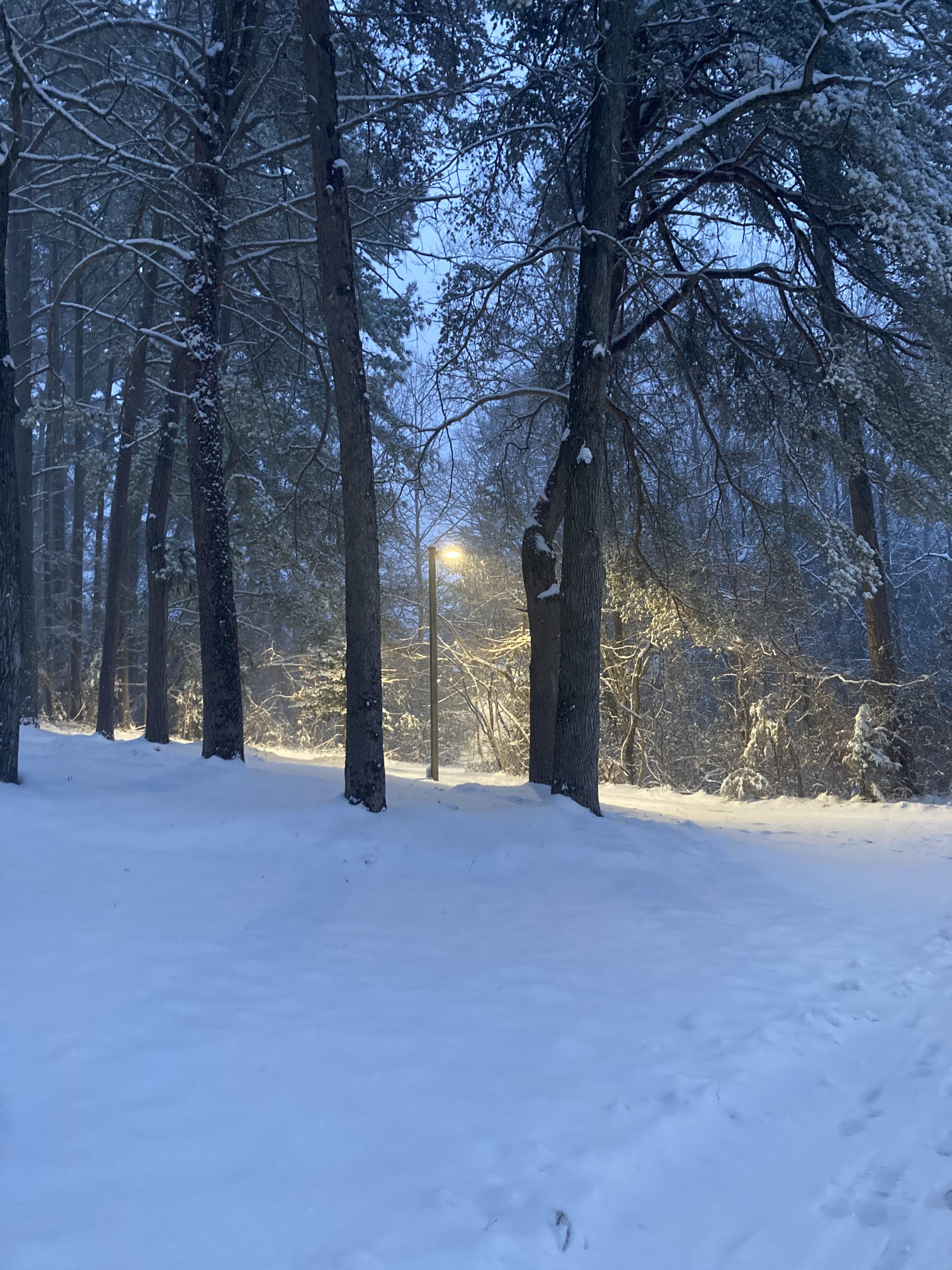 Snow-covered landscape with tall trees and a path leading to a glowing lamppost in the distance. The scene is calm and serene, with snow gently resting on branches, creating a peaceful winter atmosphere.