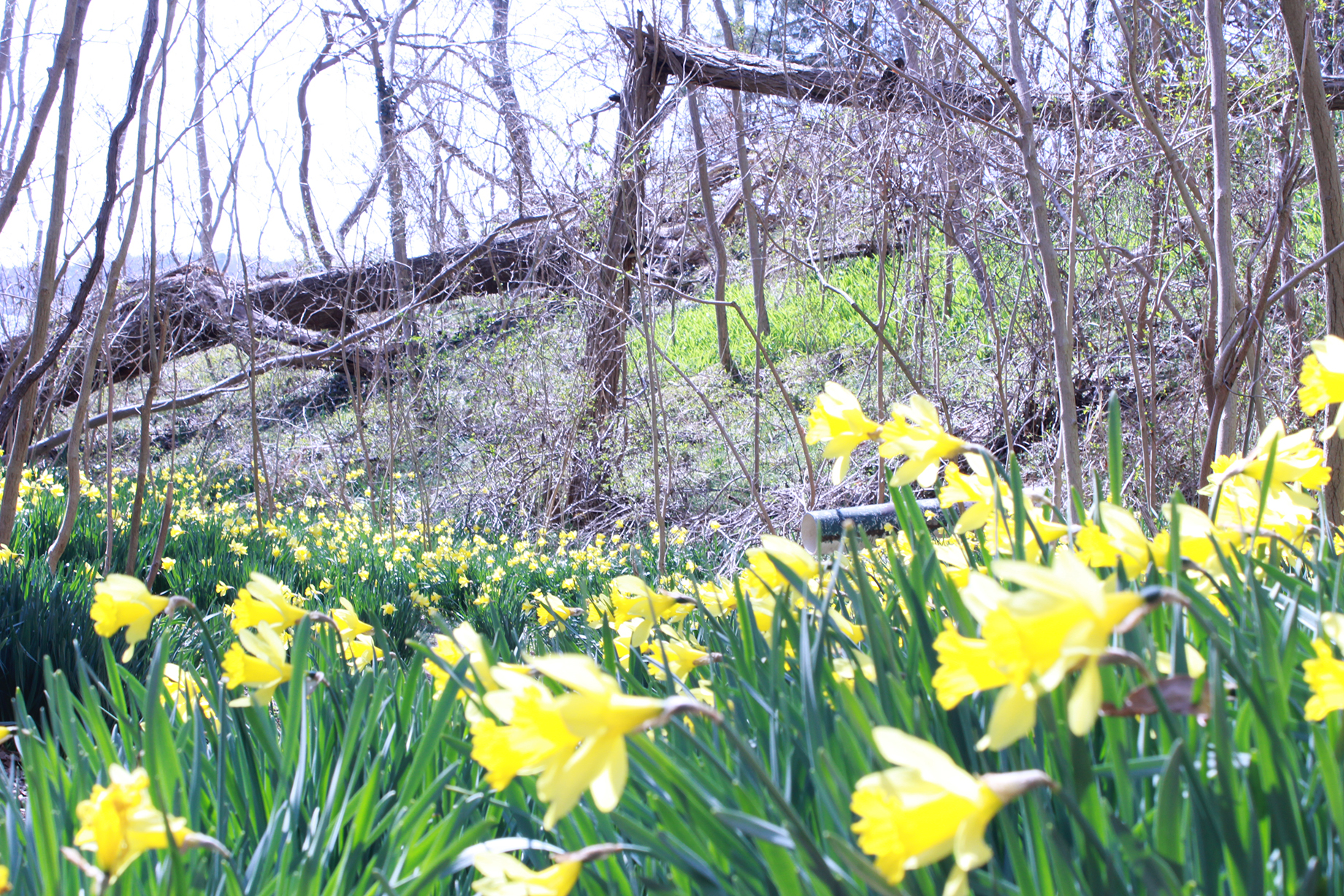 A field of bright yellow daffodils blooms under bare trees on a sunny day. In the background, a fallen tree rests on a grassy hillside, adding a natural element to the vibrant scene.