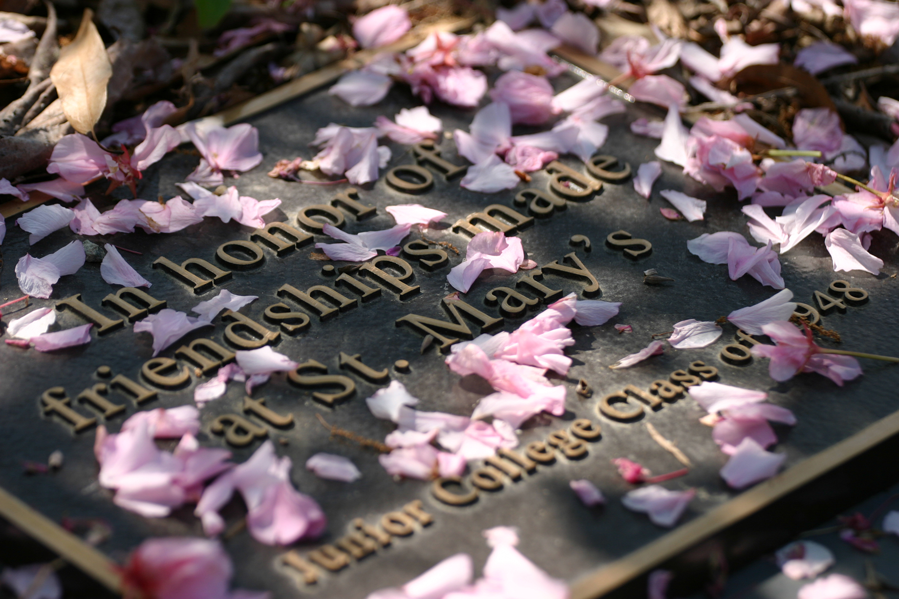 A plaque with the text "In honor of friendships made at St. Mary's. Junior College Class of 1948" lies on the ground, covered with scattered pink cherry blossom petals.