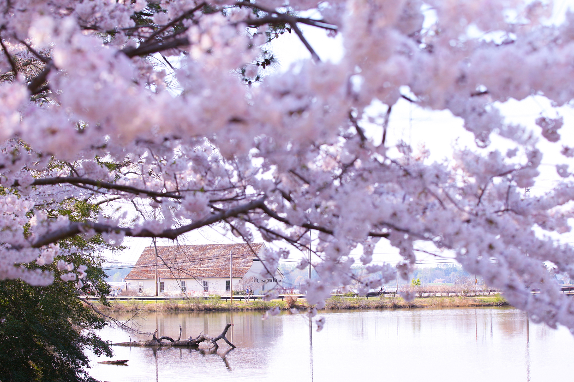 Cherry blossoms framing a tranquil scene with a calm body of water and a rustic building in the distance. The soft pink blooms create a picturesque and serene atmosphere.