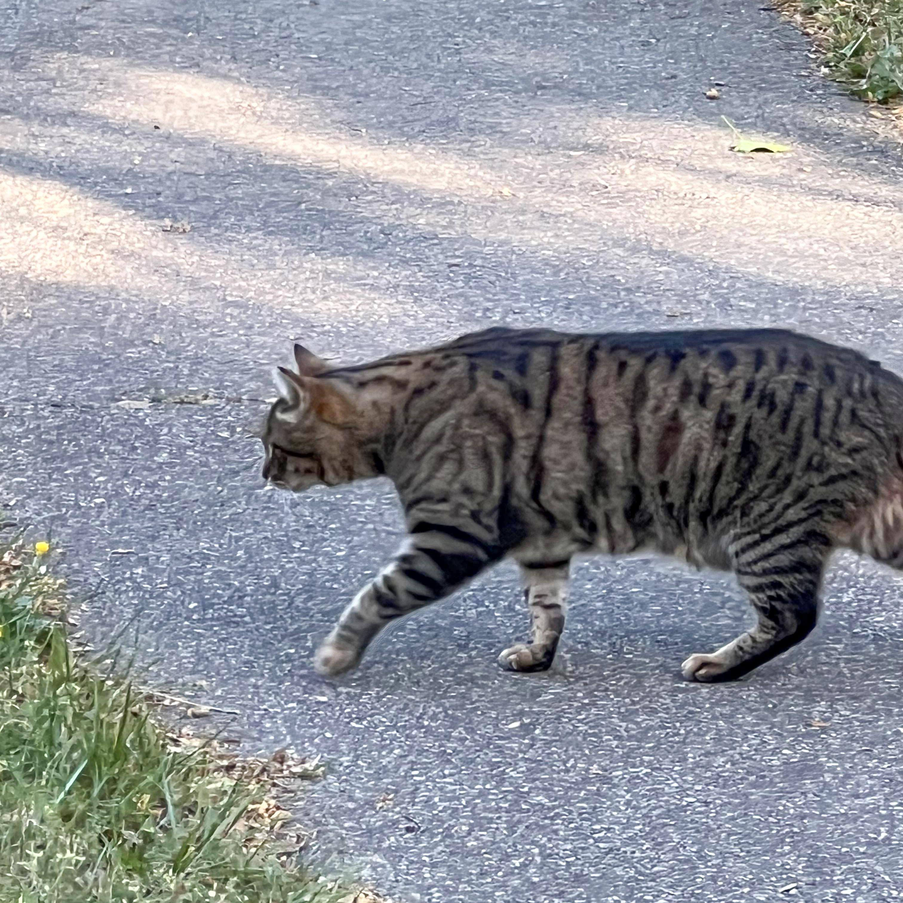 A grey tabby cat walks across an asphalt path borrdered by grass.