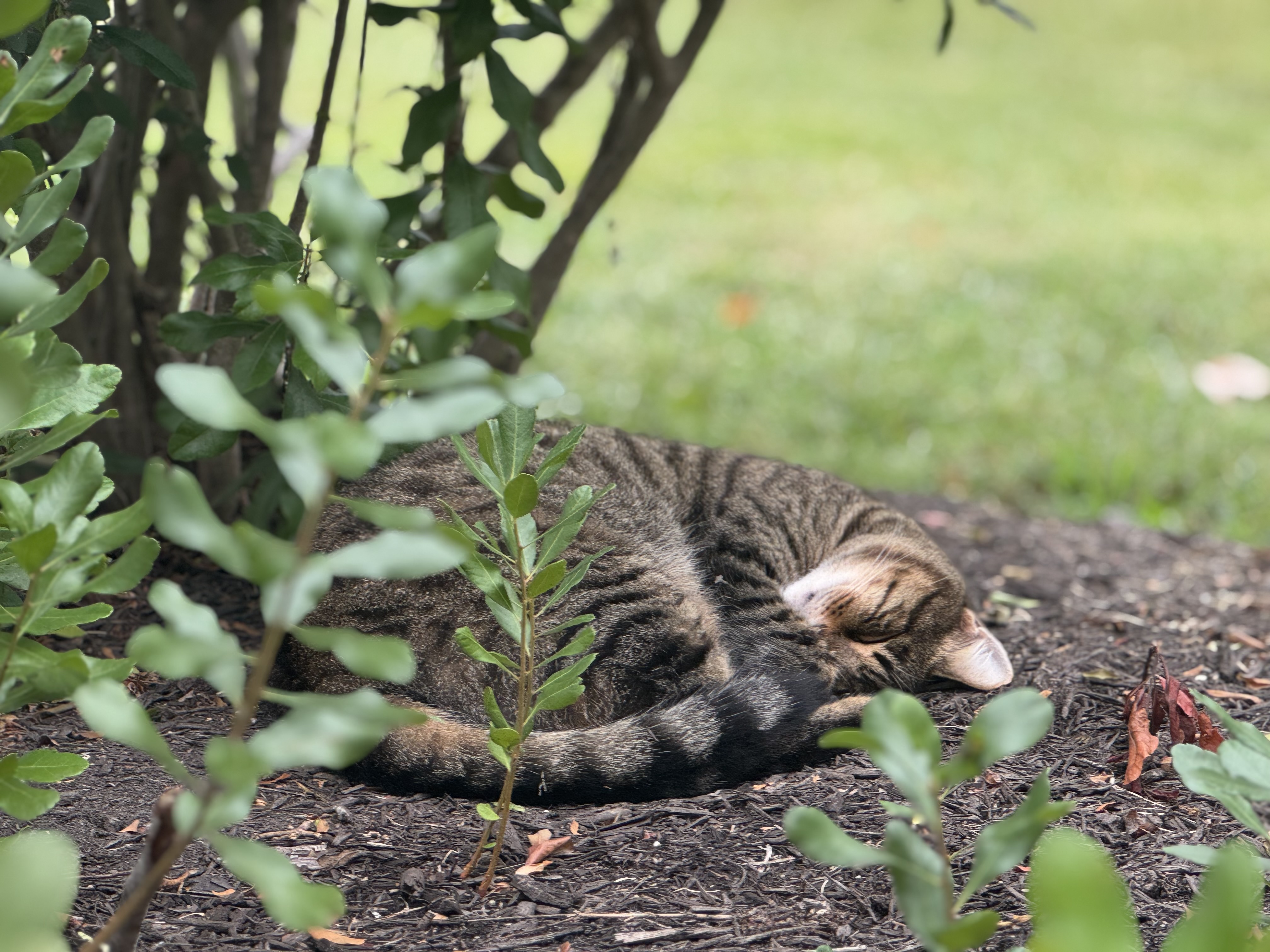 A true gentleman named Meatball sleeping like a donut.