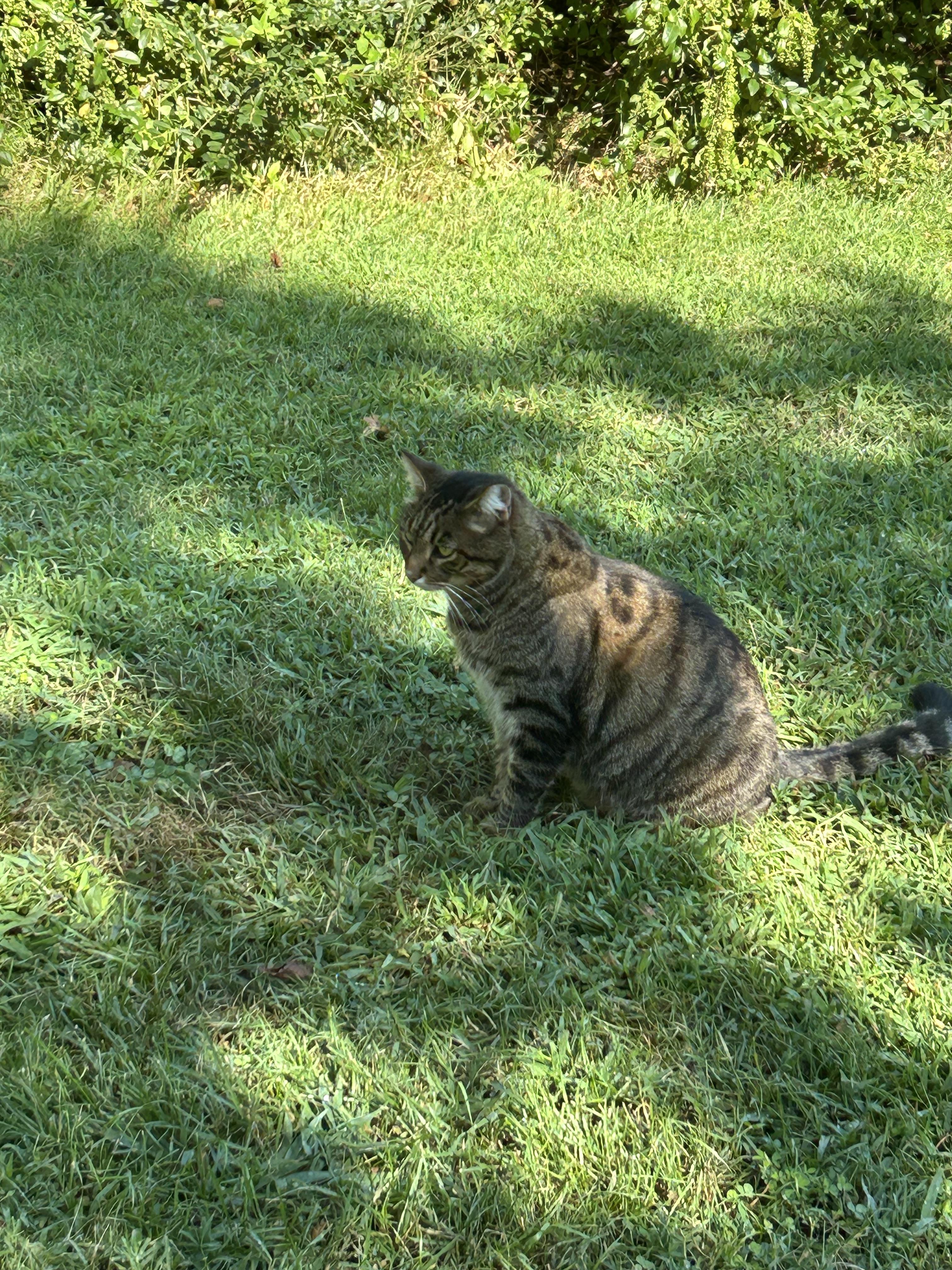 A tabby cat sits on green grass in a sunlit yard with bushes and shadows in the background.
