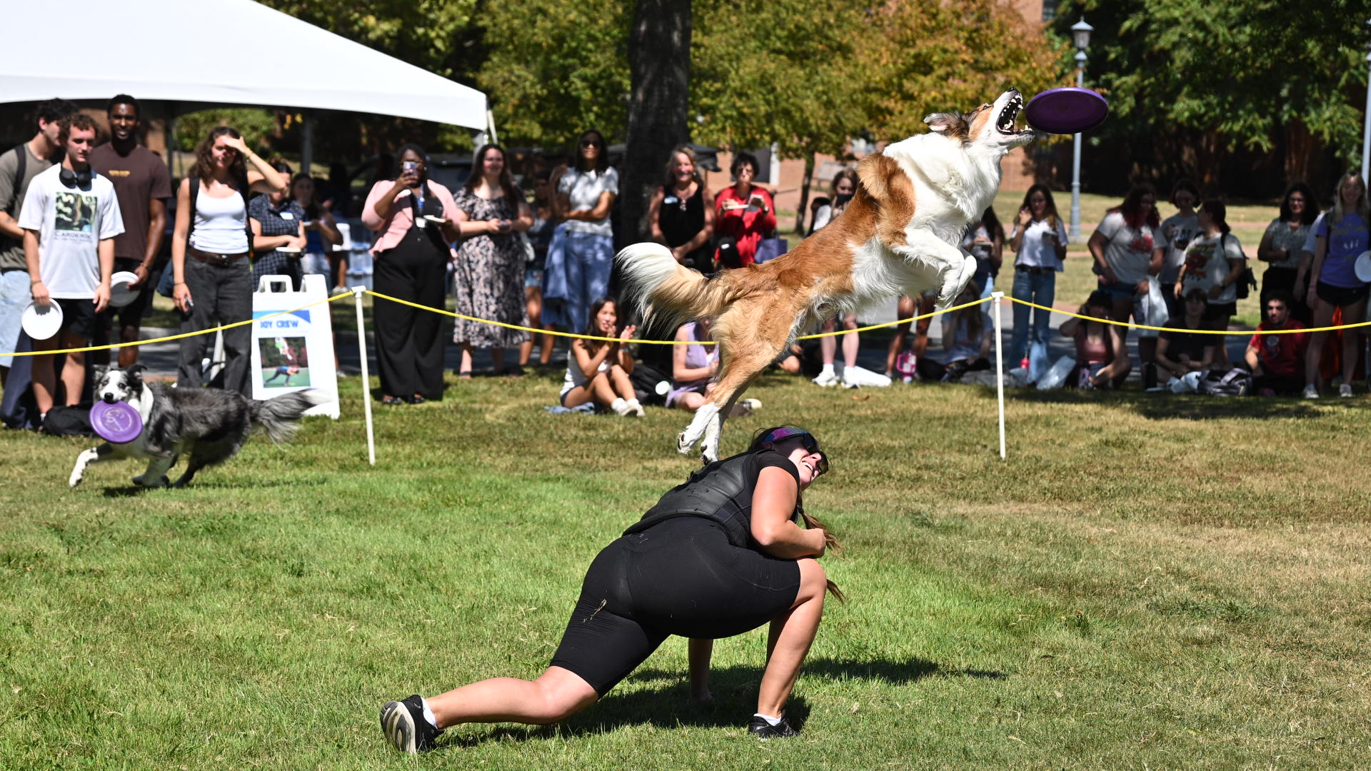 A dog leaps into the air to catch a frisbee during a performance, while its handler crouches on the grass and a crowd watches in the background.