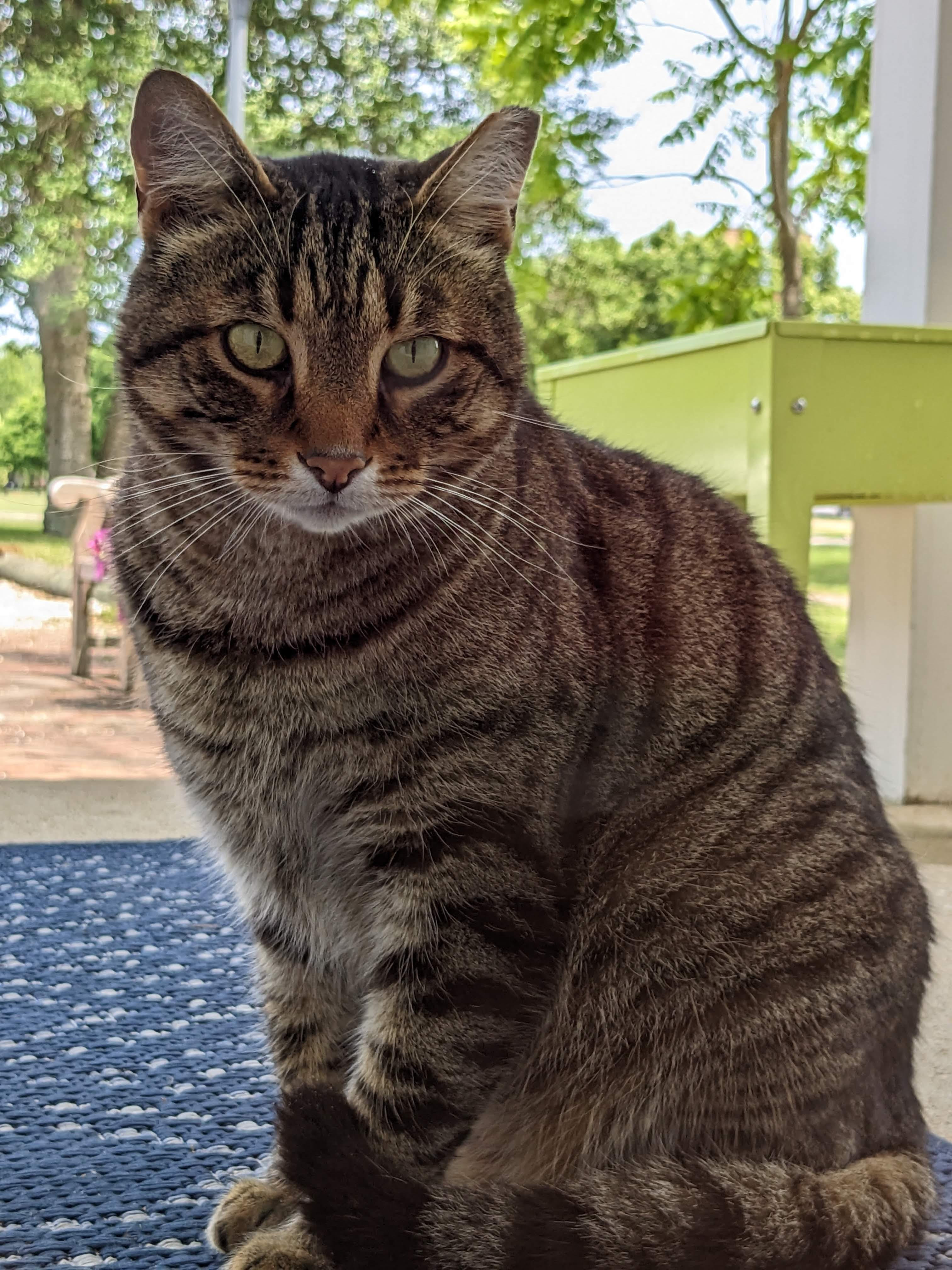 A tabby cat with green eyes sits on a blue mat outdoors, with trees and a green planter visible in the background.