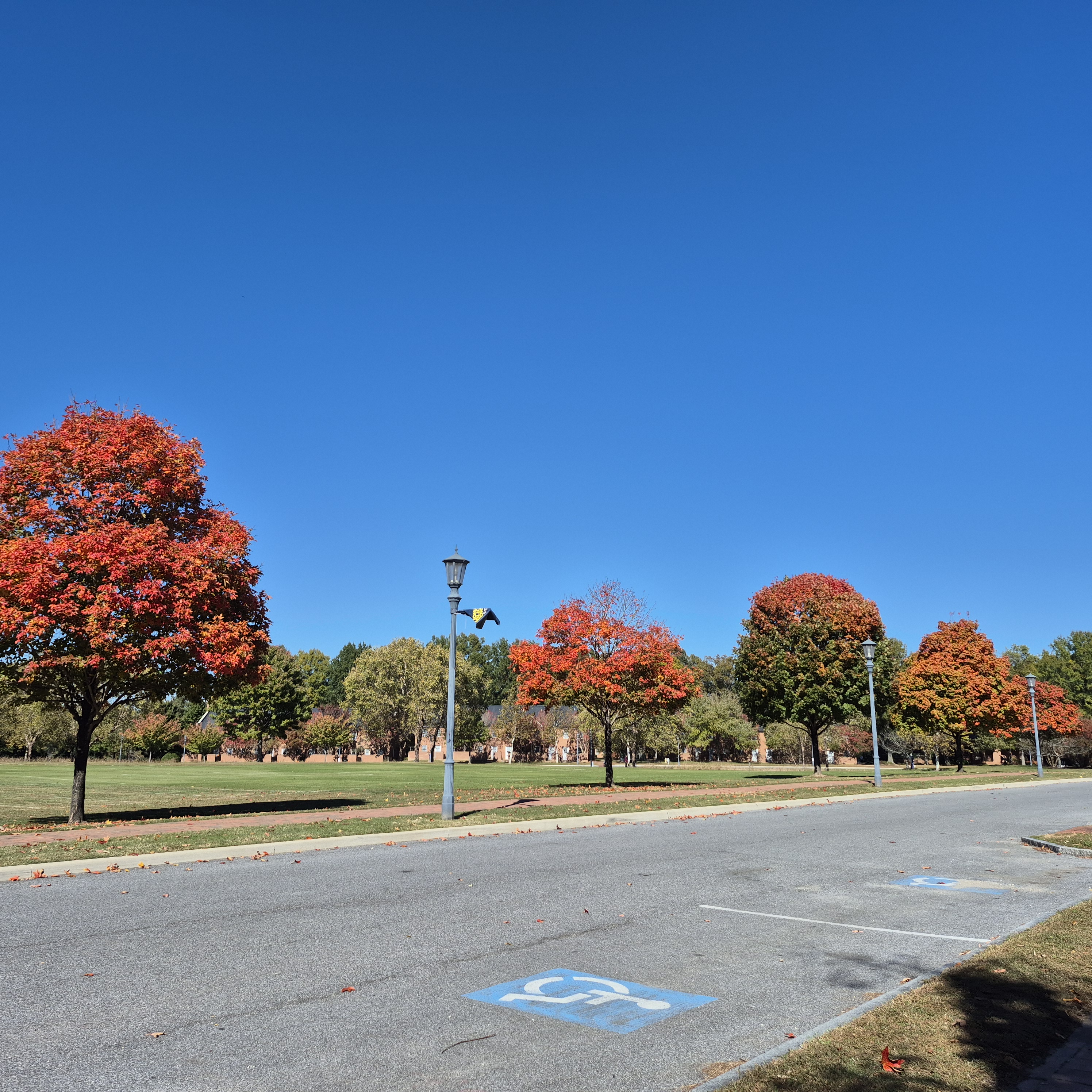 An empty road next to a row of trees with orange and green autumn foliage under a clear blue sky.
