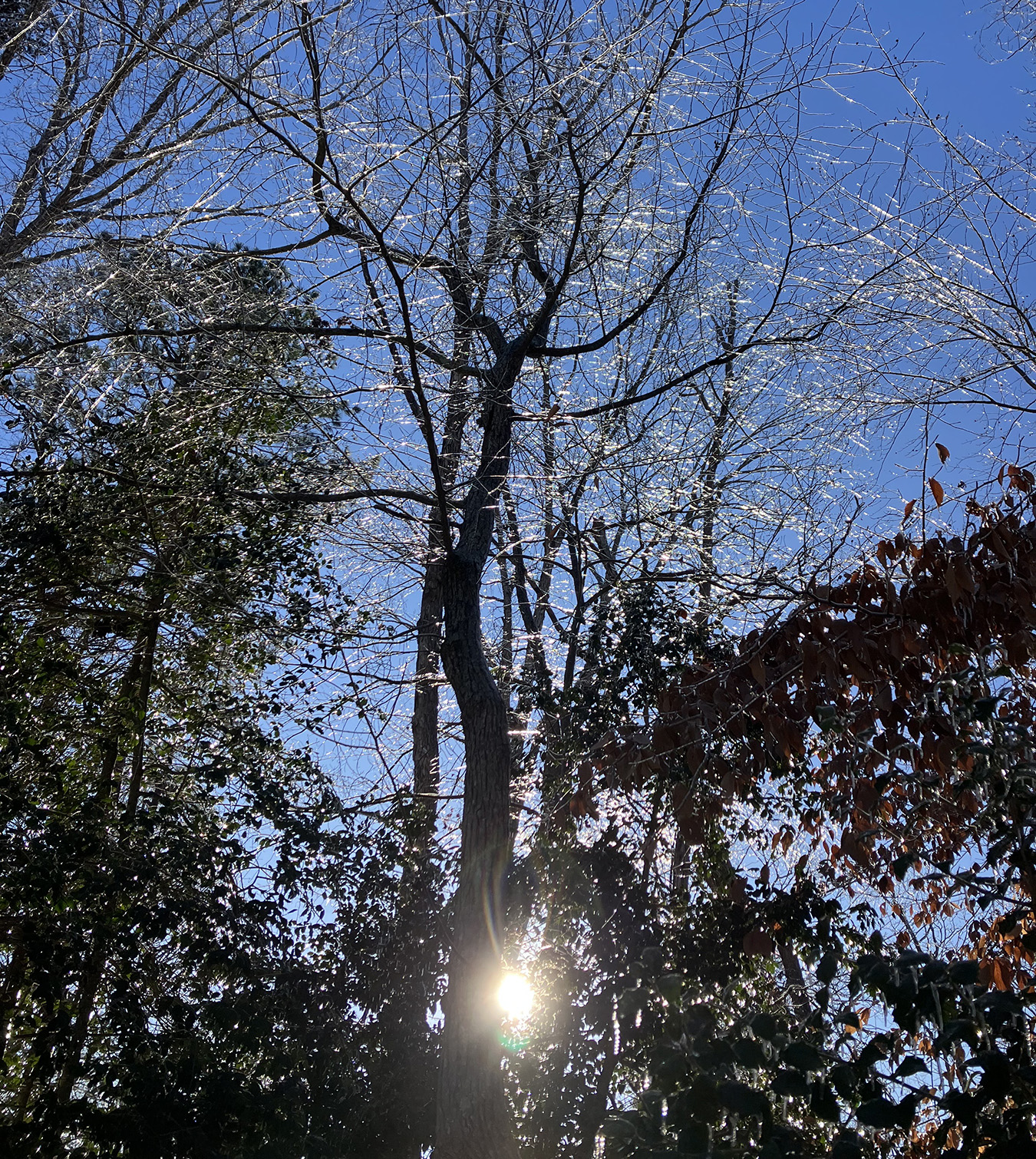 Bare tree branches with a few green and brown leaves in the foreground, sunlight shining through the trees, and a clear blue sky above.