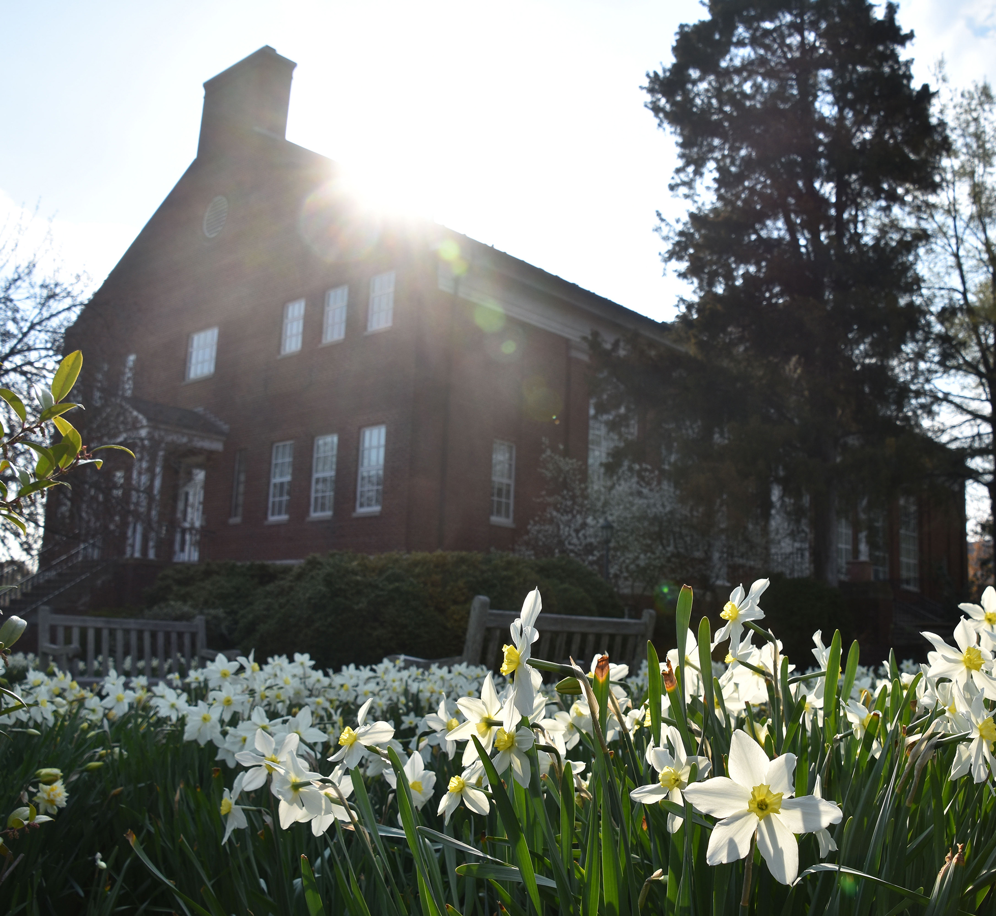 White daffodils bloom in the foreground with sunlight shining over a large brick building and tall trees in the background.