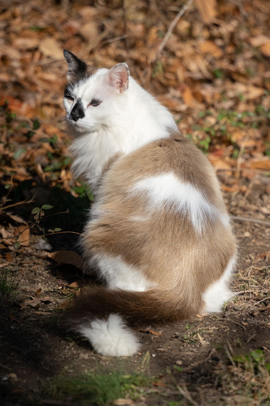 A long-haired white and tan cat with a black-spotted face sitting among fallen leaves.