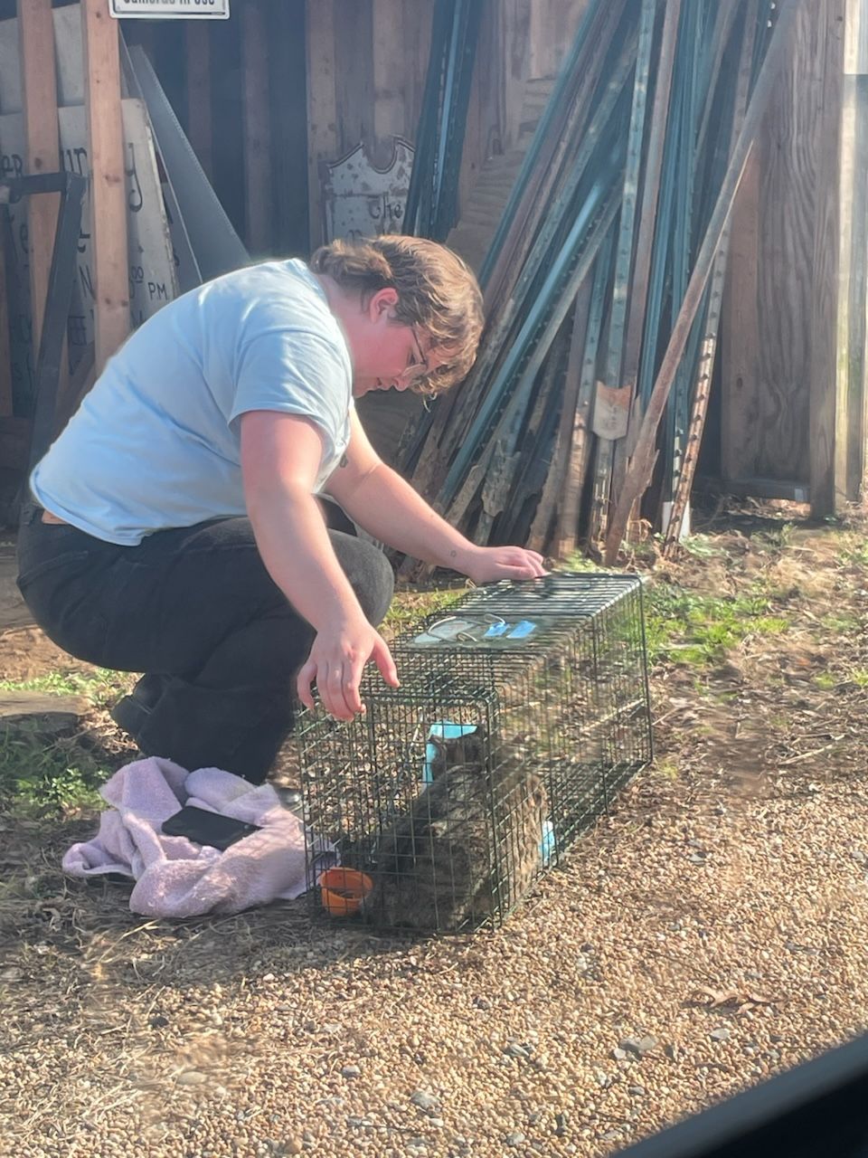 A person crouches to secure a metal cage trap containing a cat.