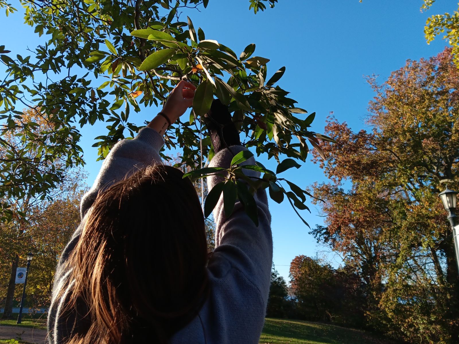 A person reaches up to touch or pick leaves from a tree branch in a park on a sunny day.