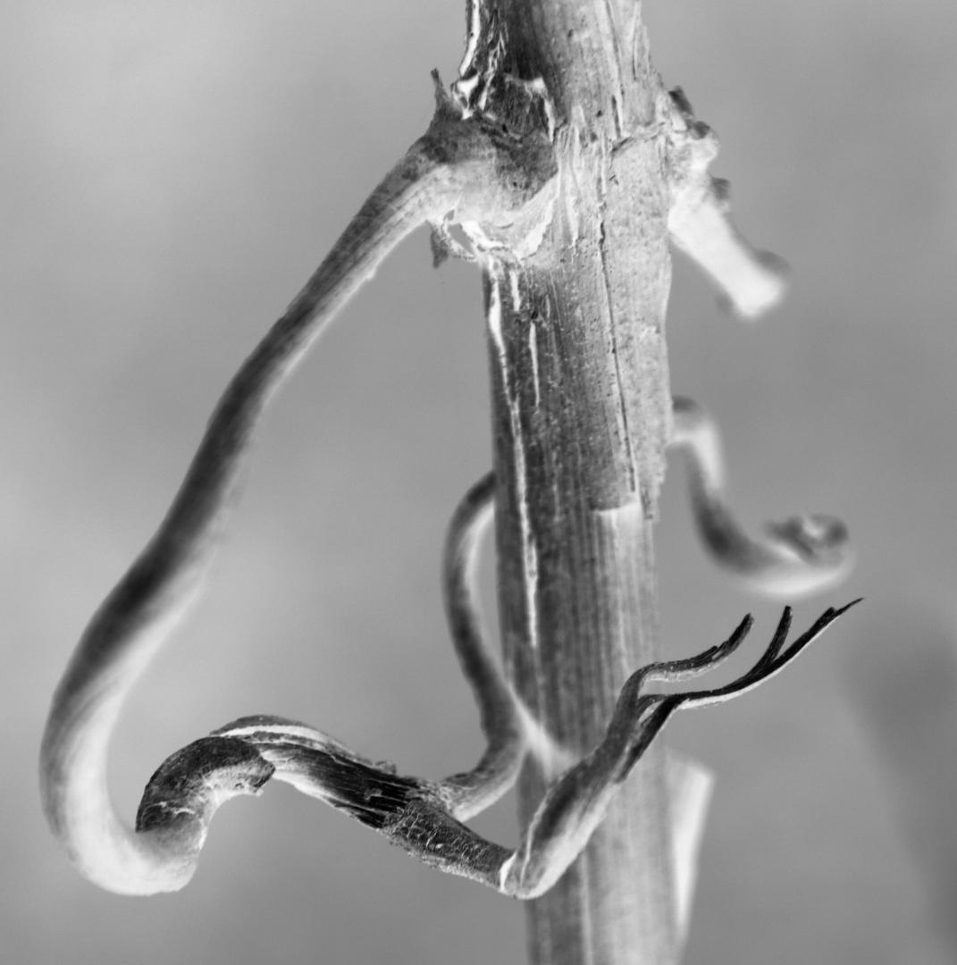 vitus riparia photograph by Merideth Taylor