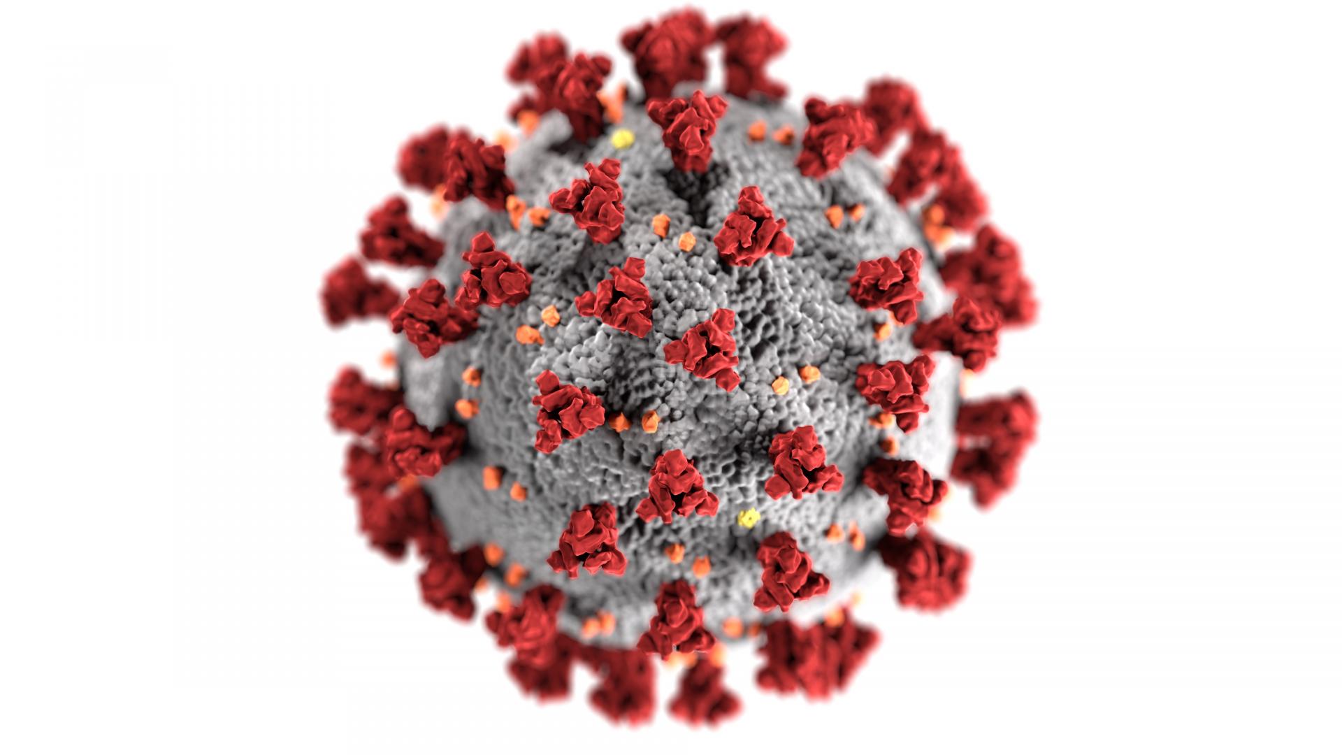 coronavirus virus pictured