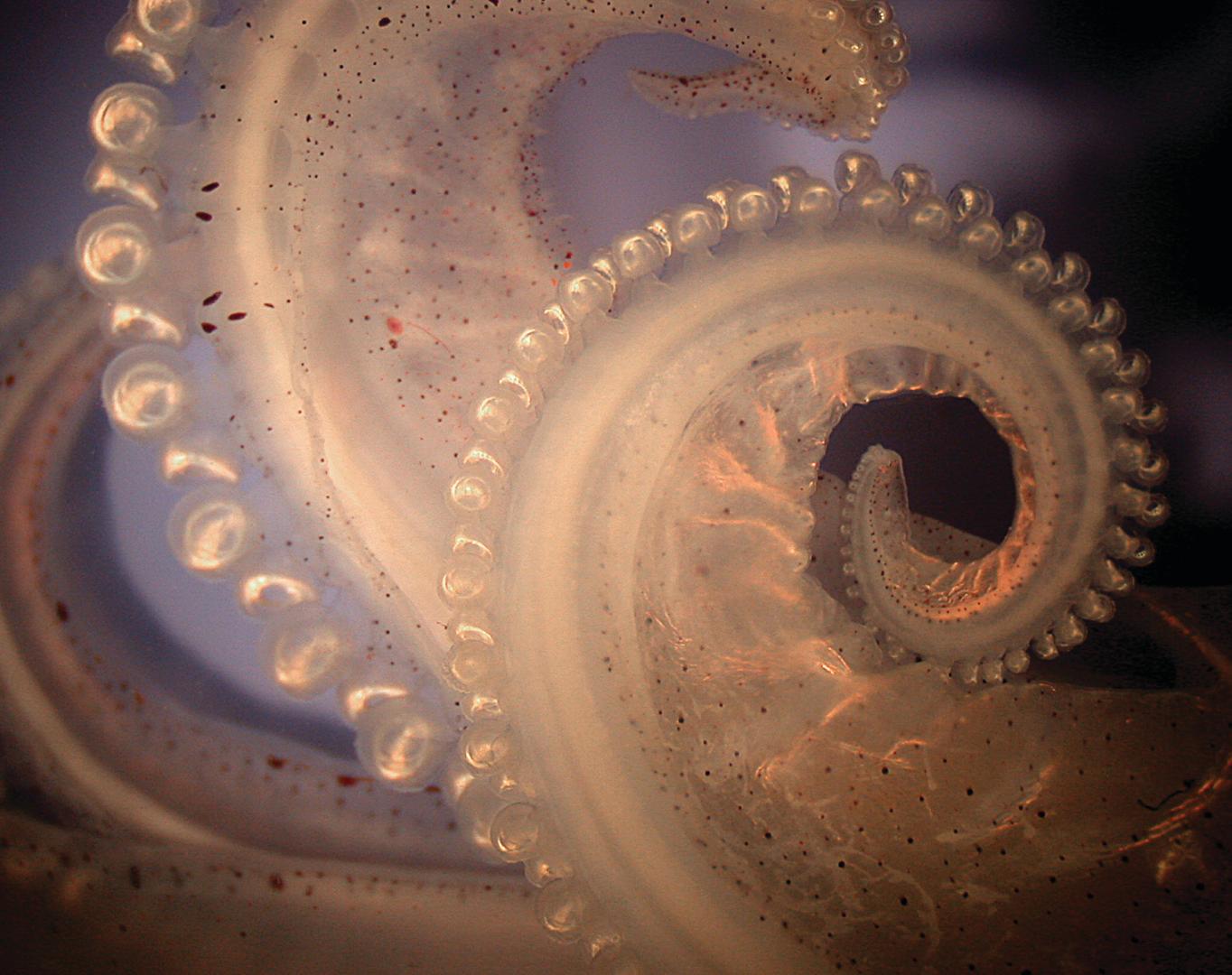 4.	Curled tentacle of the longfin inshore squid