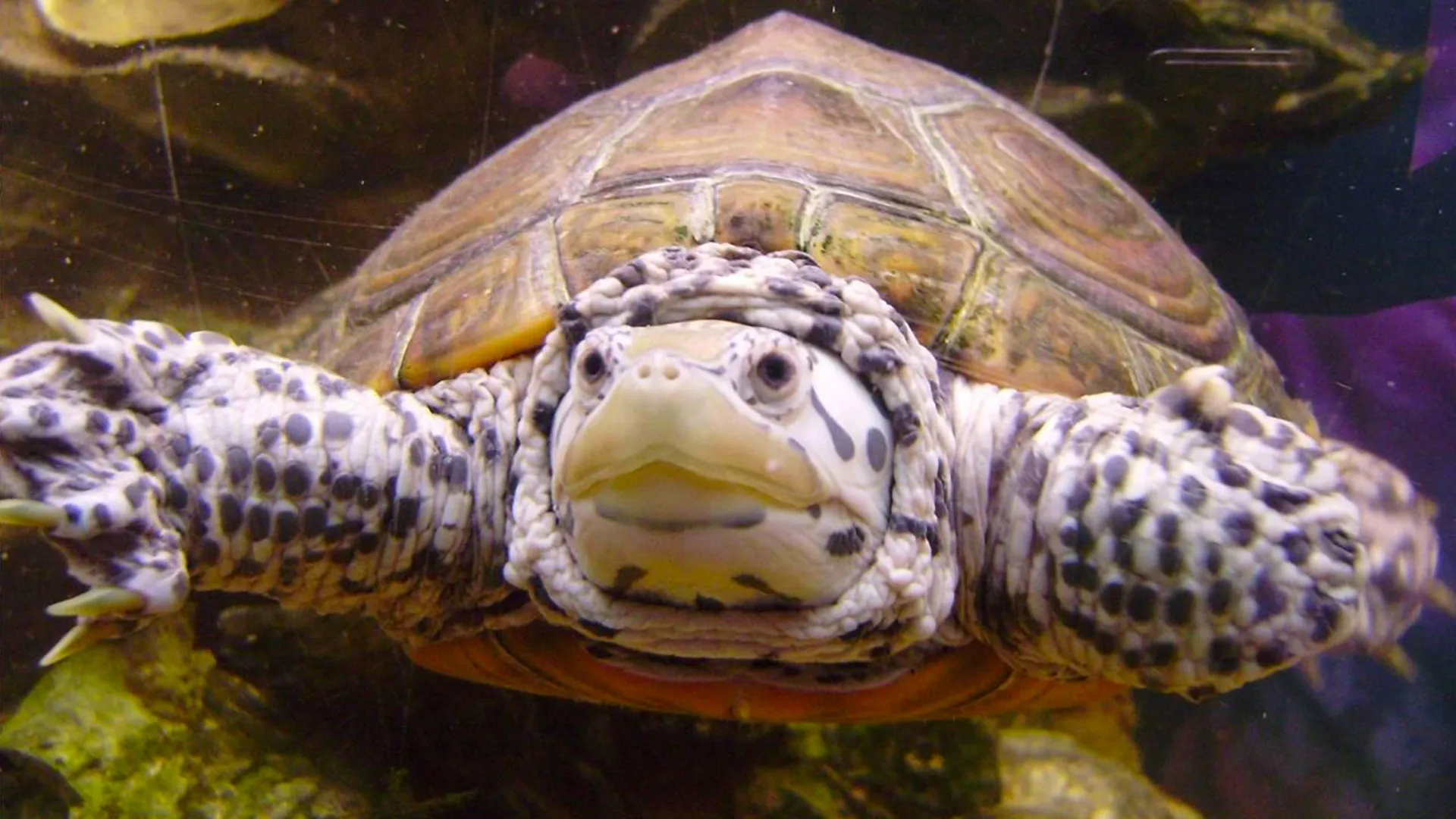 A turtle with a speckled neck and limbs swims underwater, facing forward. Its shell has brown and tan patterns, and it holds its flippers outstretched. The background shows rocks and water.