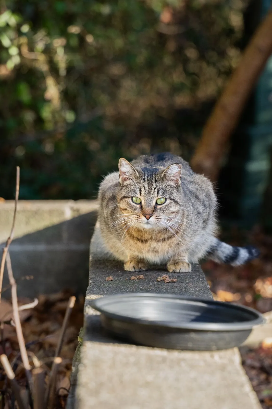 A tabby cat sitting on a concrete ledge behind a small bowl.