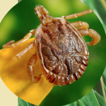 image of tick pictured