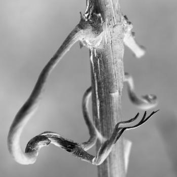 vitus riparia photograph by Merideth Taylor