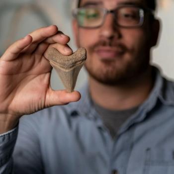 A person holds a large triangular fossilized shark tooth in their fingers, wearing glasses and a blue shirt.