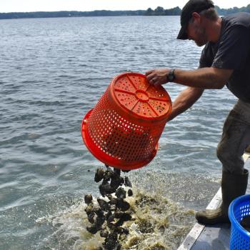A person on a boat empties a red basket of oysters into the water, with another blue basket nearby and a lake in the background.