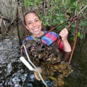 Julie Walker in the field measure coverage of oysters on mangrove roots 