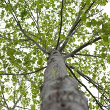 Tree image