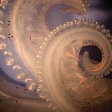 4.	Curled tentacle of the longfin inshore squid