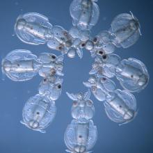 squid embryos shown