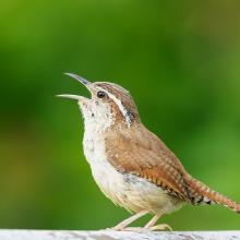 Carolina Wren (bird) Singing