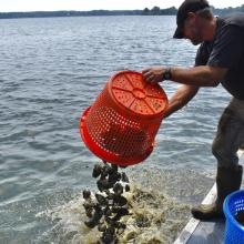 A person on a boat empties a red basket of oysters into the water, with another blue basket nearby and a lake in the background.