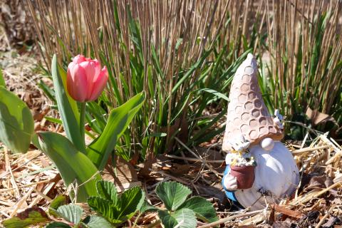 A garden gnome with a textured hat holds a small pot next to a blooming pink tulip among green leaves and dried grass.