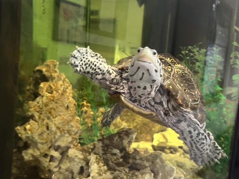 A spotted turtle swims in an aquarium with rocks and plants, extending one flipper toward the glass.