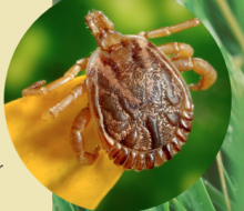 image of tick pictured
