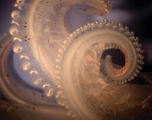 4.	Curled tentacle of the longfin inshore squid