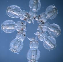 squid embryos shown