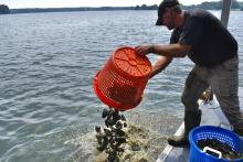 A person on a boat empties a red basket of oysters into the water, with another blue basket nearby and a lake in the background.