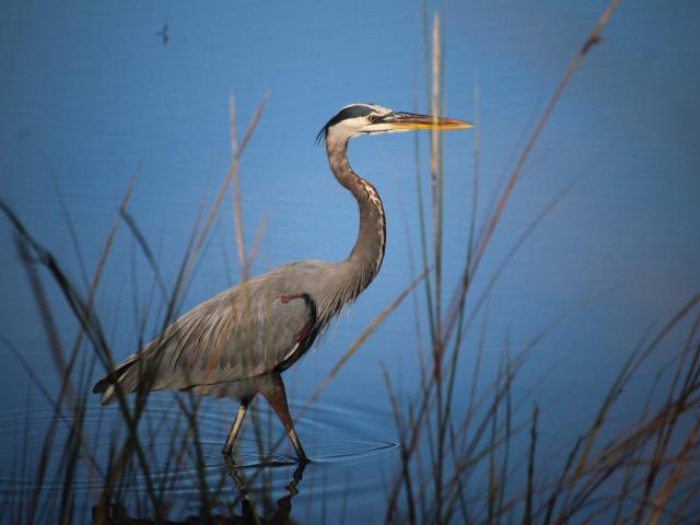 Blue heron in St. John's pond, with grasses in the foreground. 